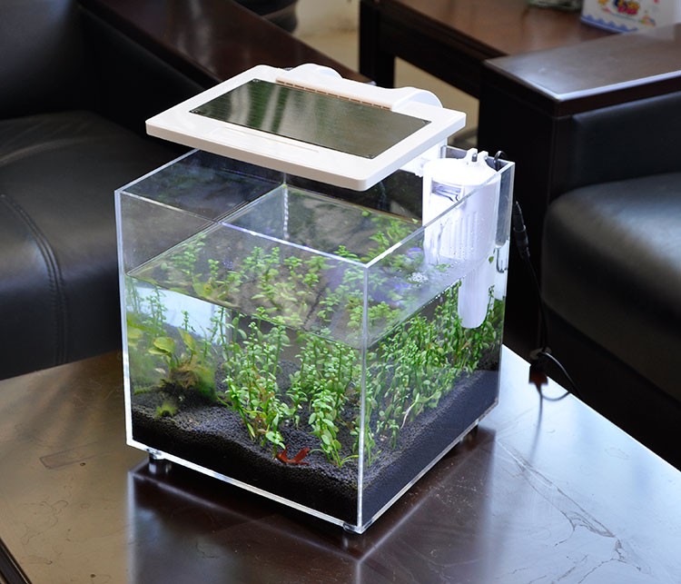ตู้ปลาอะคริลิคขนาดเล็ก (25*25* - Aquarium Fish For Sale บทวิจารณ์และราคา